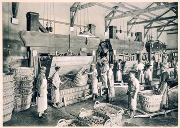 Collecting the grapes in baskets, from 